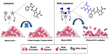 Graphical abstract: Development of a nitric oxide-releasing cephalexin-based hybrid compound for enhanced antimicrobial efficacy and biofilm disruption