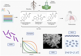 Graphical abstract: Tanshinones target drug-resistant tuberculosis: efficacy, selectivity, and potential mechanism of action
