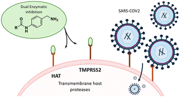 Graphical abstract: Identification of p-aminobenzylamine derivatives as dual non-covalent inhibitors of the transmembrane host proteases TMPRSS2 and HAT proteases with anti-viral potential