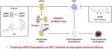 Graphical abstract: Design and evaluation of an HSP70-targeting PROTAC in synergy with an HSF1 inhibitor for enhanced antitumor activity
