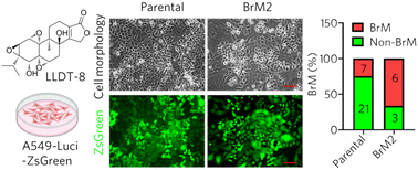 Graphical abstract: LLDT-8 attenuates brain metastasis in non-small cell lung cancer via selective p53 activation