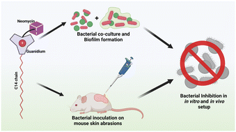 Graphical abstract: An innovative strategy to treat pathogenic biofilm-associated infections in vitro and in vivo using guanidinium-linked neomycin lipidation