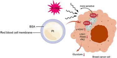 Graphical abstract: Novel Pt@BSA nanoparticles improve radiotherapeutic outcomes in breast cancer