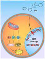 Graphical abstract: Design, synthesis, and anticancer evaluation of novel pyrrole–pyrazoline/chalcone hybrids: in vitro and computational insights into EGFR inhibition