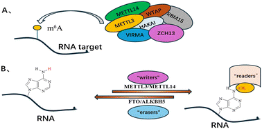 Graphical abstract: Recent progress of METTL3 inhibitors for cancer therapeutics: design, optimization and potential applications