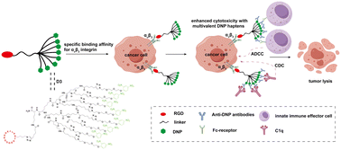 Graphical abstract: Integrin-specific binding macrocyclic RGD peptides functionalized with dinitrophenol as multivalent antibody-recruiting molecules to enhance cytotoxicity in cancer immunotherapy