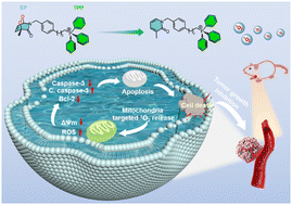 Graphical abstract: Endoperoxide delivered singlet oxygen: the future of PDT, without light or oxygen