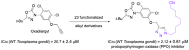 Graphical abstract: Oxadiargyl analogs as potent inhibitors of Toxoplasma gondii protoporphyrinogen oxidase