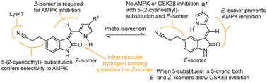 Graphical abstract: The structural requirements of 3,5-substituted oxindoles that determine selective AMPK or GSK3β inhibition