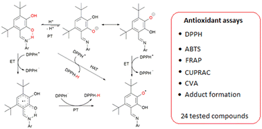 Graphical abstract: Sterically hindered catechol-derived Schiff bases: design, synthesis, SAR analysis and mechanisms of the antioxidant activity