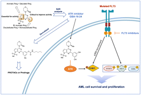 Graphical abstract: Discovery of GBA-16-24 as a highly potent, selective ATR inhibitor for the treatment of FLT3-mutated acute myeloid leukemia