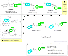 Graphical abstract: Discovery of enaminone-linked benzofuran derivatives as dual VEGFR-2/hCA IX inhibitors exhibiting hypoxia-mediated chemosensitization
