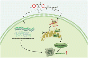 Graphical abstract: Design, synthesis and biological evaluation of benzoyl hydrazone derivatives as anticancer agents inducing ROS-associated mitochondrial apoptosis