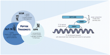 Graphical abstract: Design and biological evaluation of triagonist GLP-1R/GCGR/GIPR peptides as potential therapeutic agents for diabetes and obesity