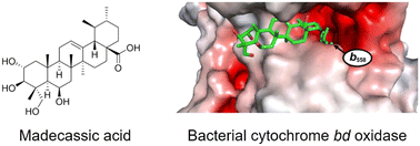 Graphical abstract: Investigating the role of cytochrome bd oxidases in the antibacterial activity of madecassic acid and derivatives thereof