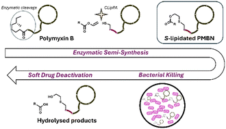 Graphical abstract: Introducing CLipPA lipid chemodiversity to enzymatically truncated polymyxin B: a soft drug strategy to combat Gram-negative pathogens
