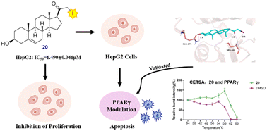 Graphical abstract: A halogenated pregnenolone analogue suppresses HepG2 proliferation and induces apoptosis via PPARγ regulation