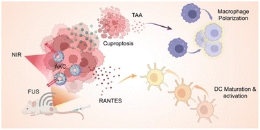 Graphical abstract: Focused ultrasound-responsive artificial killer cells for enhanced closed-loop cancer immunotherapy