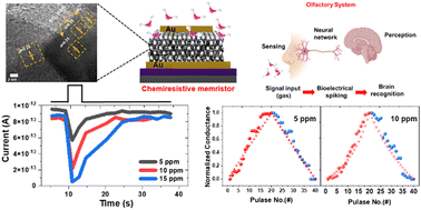 Graphical abstract: Chemically configurable analogue memristors, via the chemiresistive response of oxidized MXene