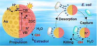 Graphical abstract: Self-electrophoresis-propelled and self-built electric field-enhanced photocatalytic nanomotors for round-the-clock environmental remediation