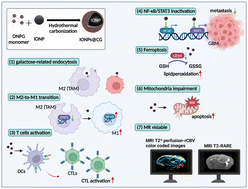 Graphical abstract: Galactosylated iron oxide nanoplatforms for targeted imaging and ferroptosis-enhanced glioblastoma therapy via immune modulation