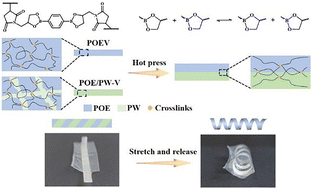 Graphical abstract: Stretch-activated morphing enabled by integrated physical–chemical network engineering