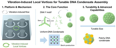 Graphical abstract: A platform for the formation of uniform DNA condensate droplets using vibration-induced local vortices