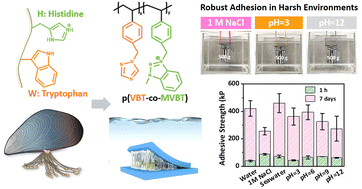 Graphical abstract: Biomimetic underwater adhesives based on IL-mediated coacervation