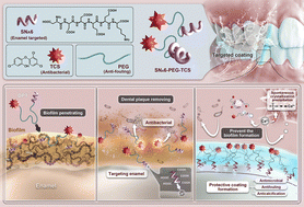 Graphical abstract: An engineered peptide–polymer conjugate mimics statherin to block dental calculus formation while preserving oral microbiota