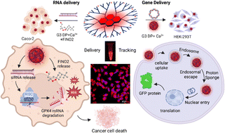 Graphical abstract: Dendrimers with a far-red NDI fluorescent core for efficient and traceable gene and RNA delivery