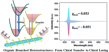 Graphical abstract: Chiral-polarized photonic chips via organic crystal heterojunctions