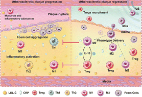 Graphical abstract: Metabolic-switch macrophage cyborgs reverse atherosclerosis by photoacoustic-directed on-demand phenotype delivery