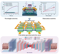 Graphical abstract: A desert locust-inspired wavelength-selective polarization vision system using two-dimensional ferroelectric heterostructures