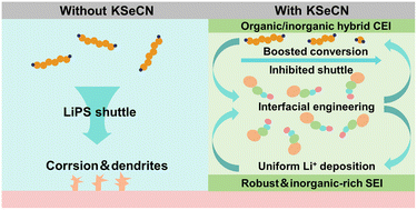 Graphical abstract: Synergistic interphase regulation with a KSeCN bifunctional additive for stable and high-performance lithium–sulfur batteries