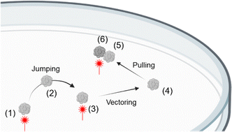 Graphical abstract: 3D manipulation of cell spheroids using laser-actuated microrobots