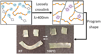 Graphical abstract: Shape programming of liquid crystal elastomers by two-stage wavelength-selective photopolymerization