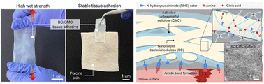 Graphical abstract: A nanofibrous bacterial cellulose–carboxymethyl cellulose composite with high wet strength and active ester-mediated stable tissue adhesion in dynamic environments