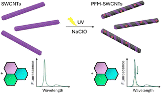 Graphical abstract: Post-functionalization modification as a modular strategy for size-selective fluorescence response of single-walled carbon nanotubes to polycyclic aromatic hydrocarbons