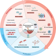 Graphical abstract: Photoresponsive hydrogels using phototherapy to accelerate wound healing: correlating mechanisms with clinical effects