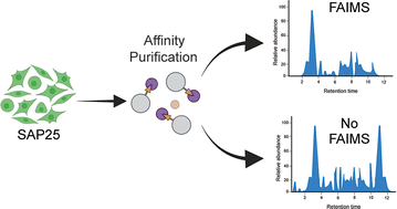 Graphical abstract: Analysis of FAIMS for the study of affinity-purified protein complexes using the orbitrap ascend tribrid mass spectrometer