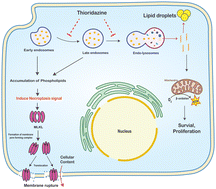 Graphical abstract: Thioridazine induces phospholipid accumulation and necroptosis in parental and tamoxifen-resistant breast cancer cells