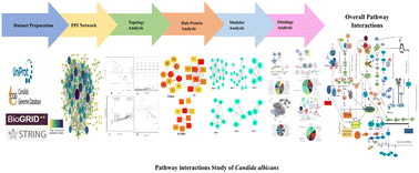 Graphical abstract: PPI network identifies interacting pathogenic signaling pathways in Candida albicans