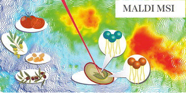 Graphical abstract: MALDI mass spectrometry imaging in plant and food lipidomics: advances, challenges, and future perspectives