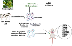 Graphical abstract: Hydroxycitrate-loaded exosomes demonstrate enhanced therapeutic efficacy against lung adenocarcinoma by inhibiting the metabolic enzyme ATP citrate lyase