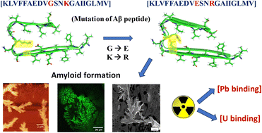 Graphical abstract: Amyloid formation of mutated Alzheimer's Aβ 16–36 residues peptide and application in toxic lead and uranium ion binding