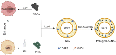 Graphical abstract: Nanobubble-mediated sonodynamic therapy enhances cuproptosis in the treatment of hepatocellular carcinoma