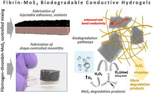 Graphical abstract: Fibrin/MoS2-nanosheet conductive hydrogels with programmed time scales and pathways for bioresorption