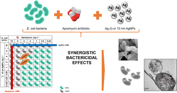 Graphical abstract: Synergistic activity of silver nanoparticles and antibiotics: apramycin against Escherichia coli