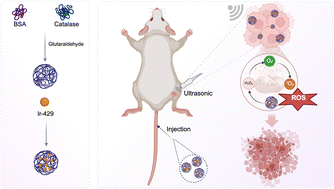 Graphical abstract: Engineering BSA-CAT-Ir nanoparticles for enhanced sonodynamic therapy via alleviating tumor hypoxia