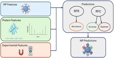 Graphical abstract: Predicting the protein corona on nanoparticles using random forest models with nanoparticle, protein, and experimental features